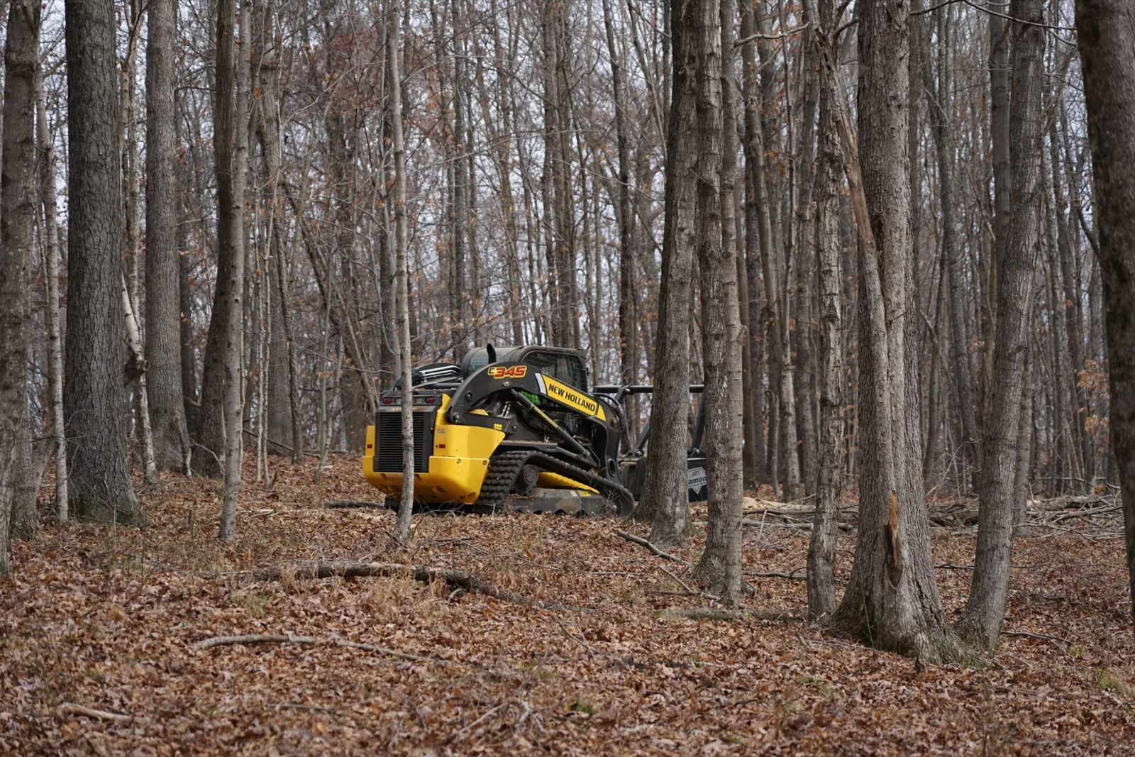 Skid steer mulcher clearing brush in an open hardwood stand