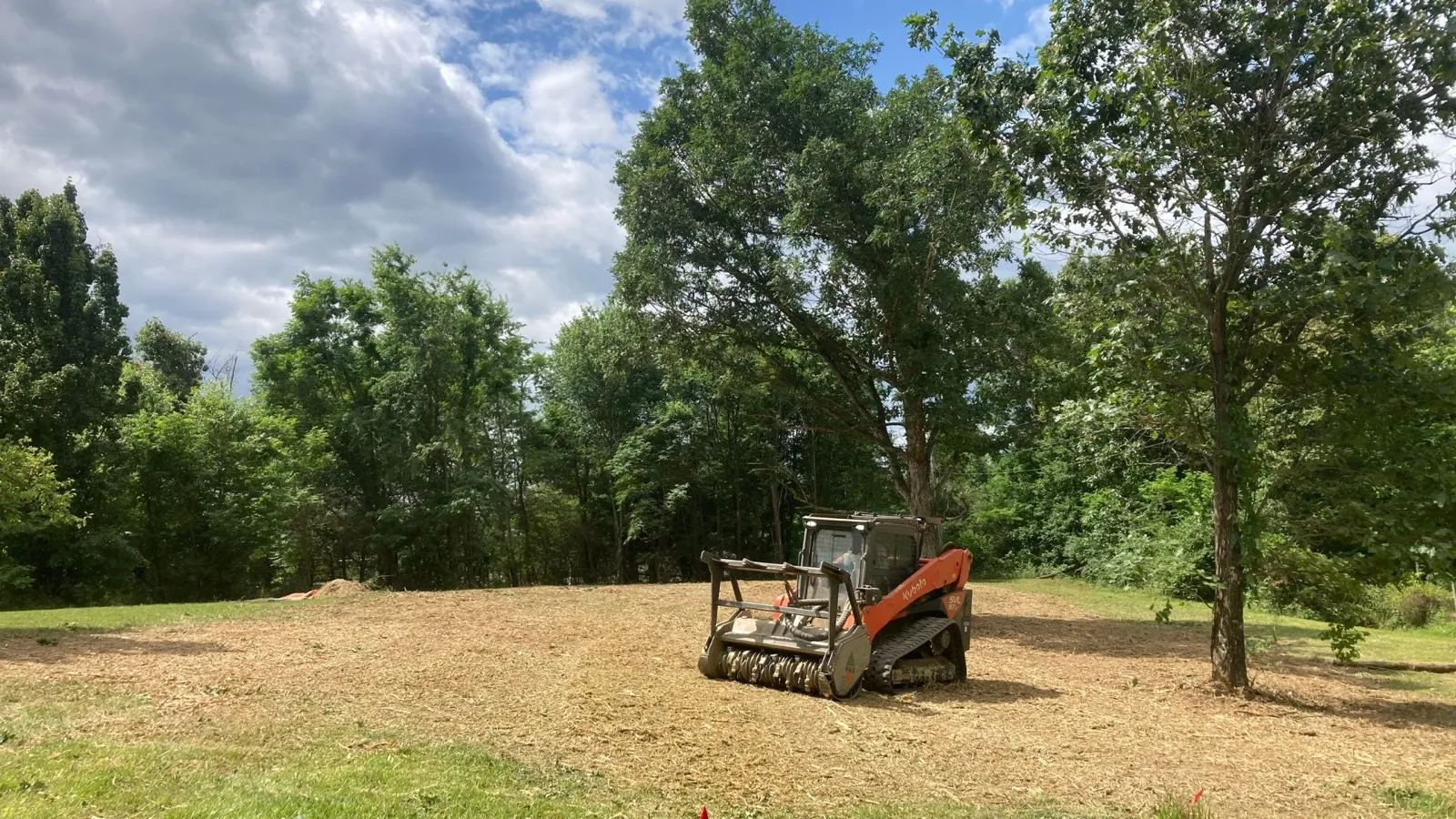Forestry mulcher working through undergrowth beneath mature trees