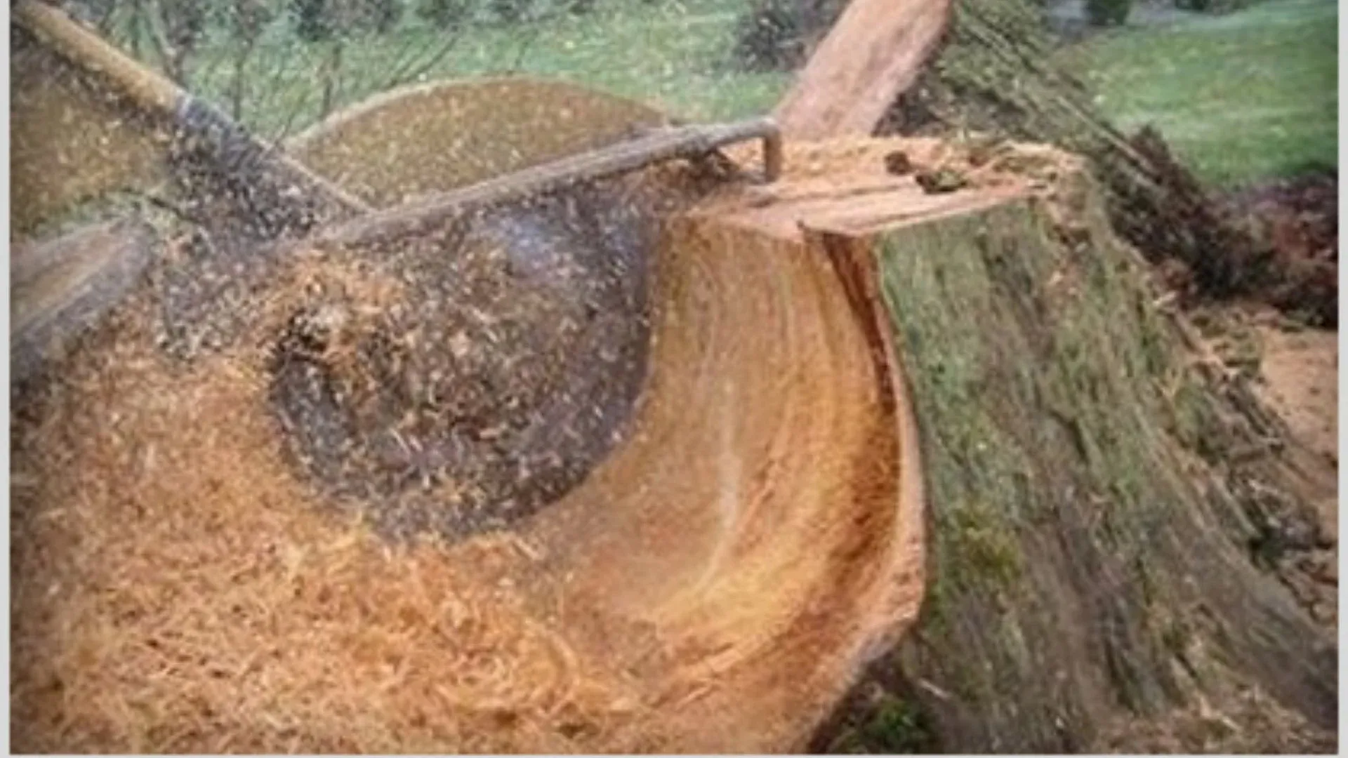 Close view of a stump ground down into a pile of wood chips