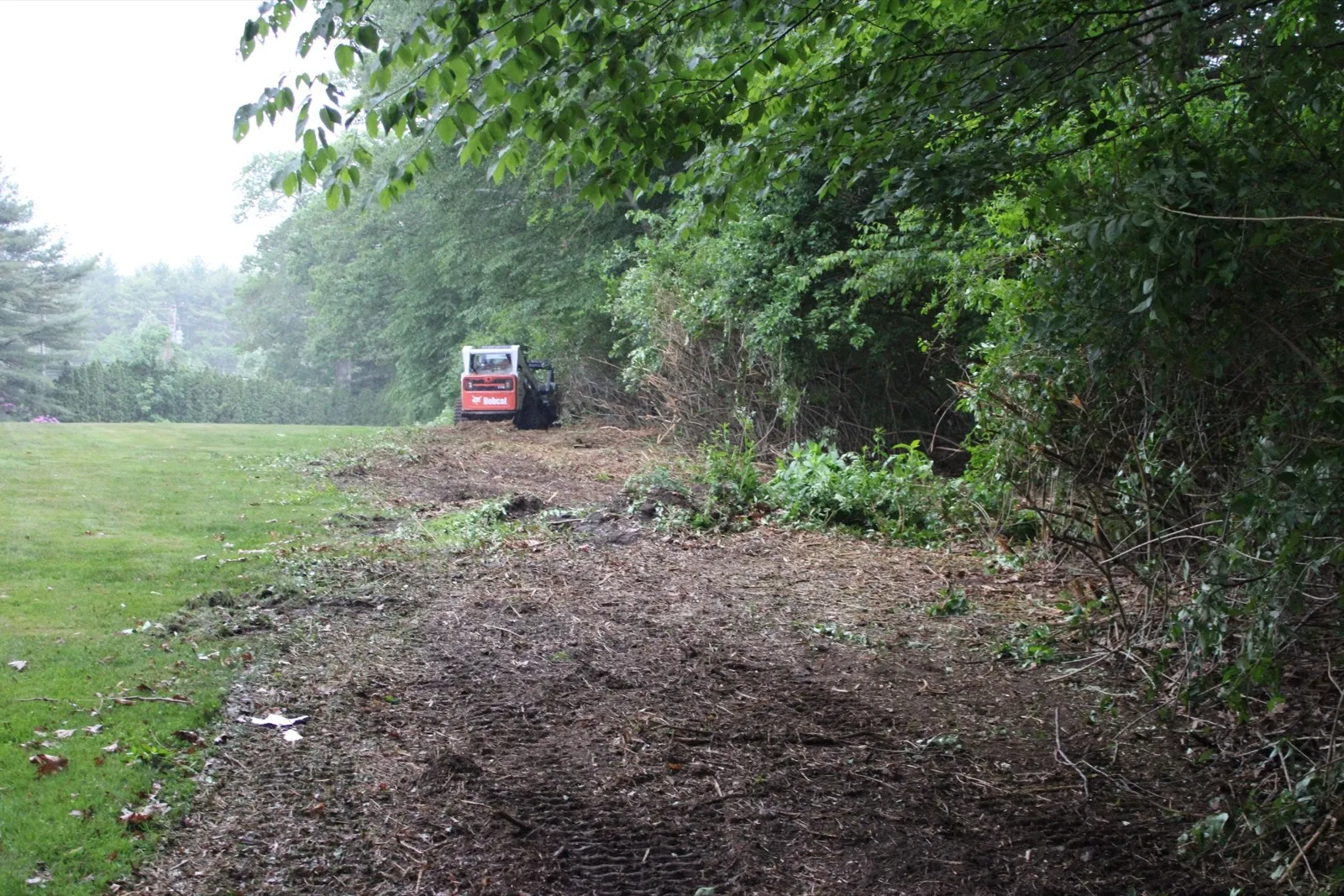Overgrown lot edge with thick brush and saplings before clearing