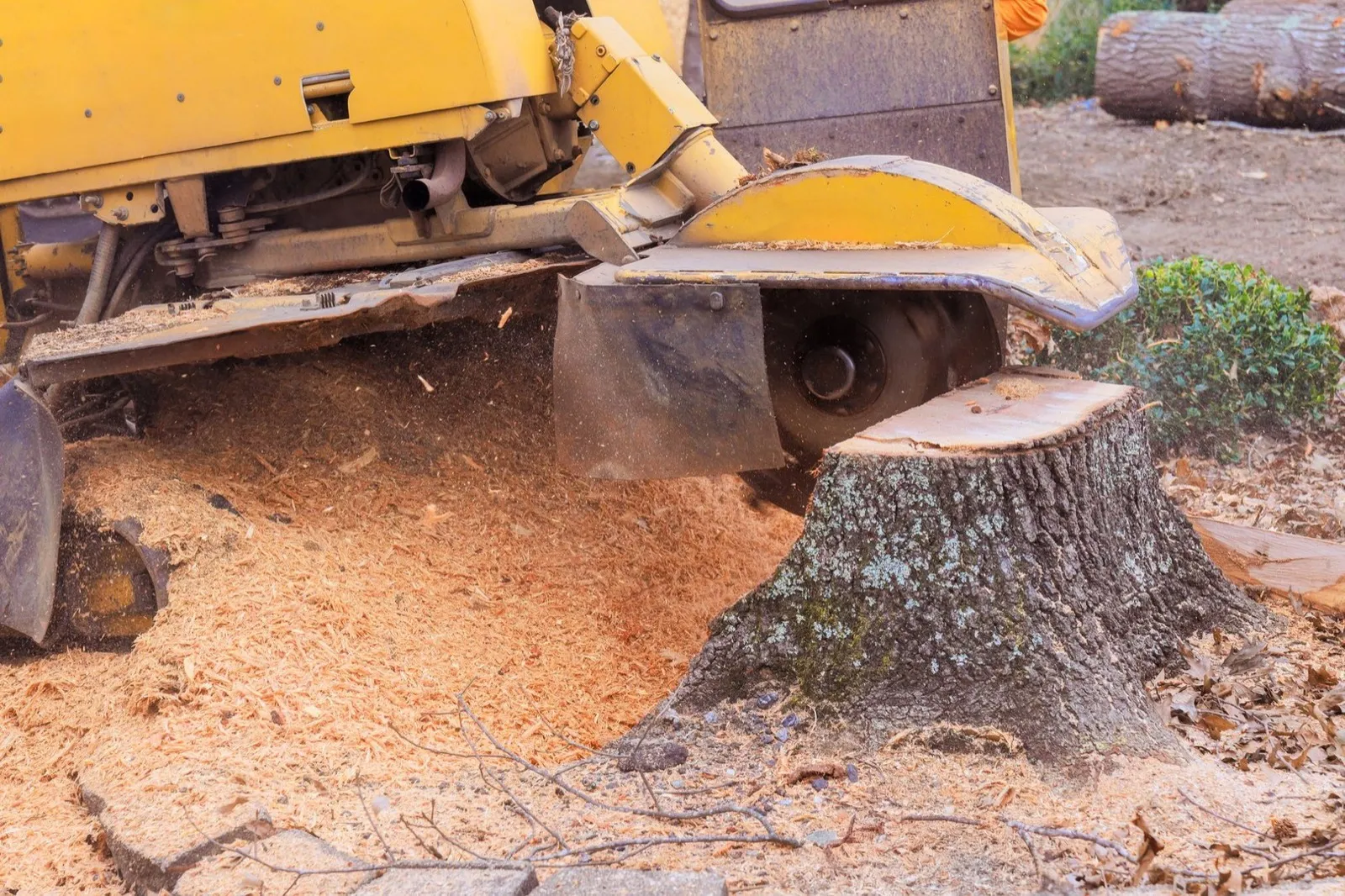 Stump grinder wheel beside a stump ground below grade